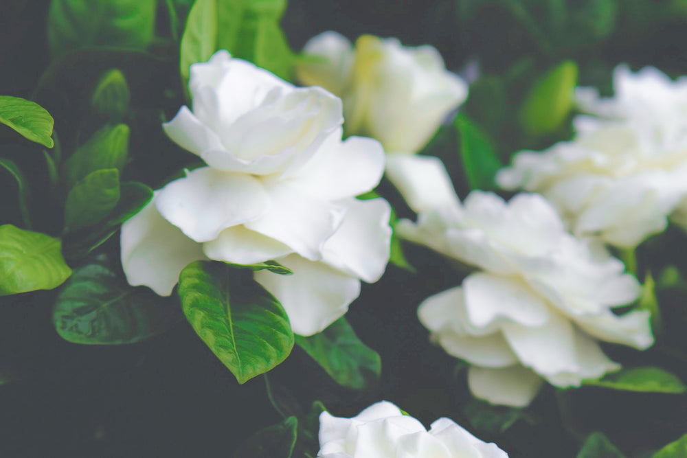 GARDENIA FLOWER / ガーデニア クチナシの花の香り