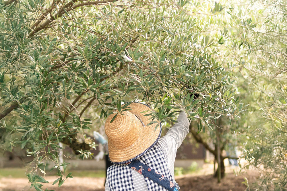 DONATION ANNOUNCEMENT